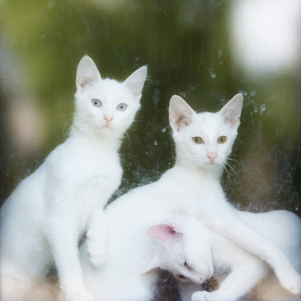 three white cats in the window - mini van fotos imagens e fotografias de stock