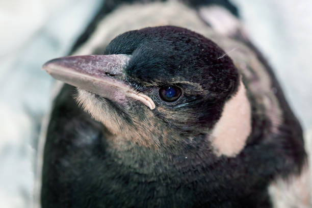Nestling magpie in grass. Pica pica  young bird