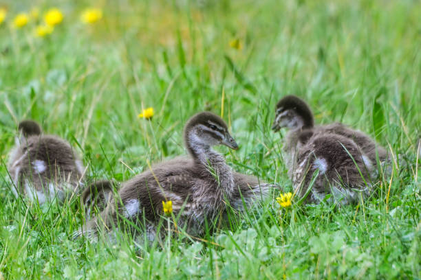 Family of Australian Wood Ducks walking through the grass