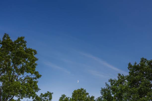 Photo of Gorgeous natural background showing green tree tops on blue sky and crescent moon.