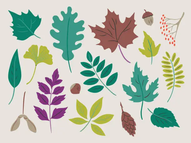 Vector illustration of Illustration of assorted summer leaves — hand-drawn vector elements