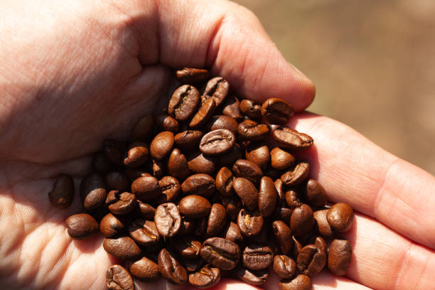istock Hand Holding Wood Roasted Coffee Beans 1276056506