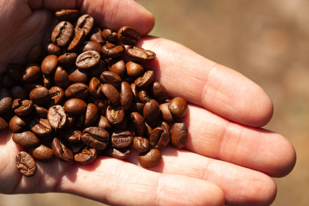 istock Hand Holding Wood Roasted Coffee Beans 1276056651