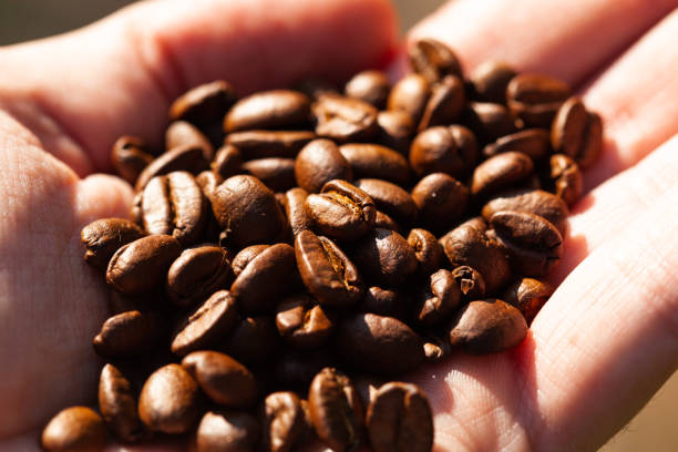 istock Hand Holding Wood Roasted Coffee Beans 1276057016