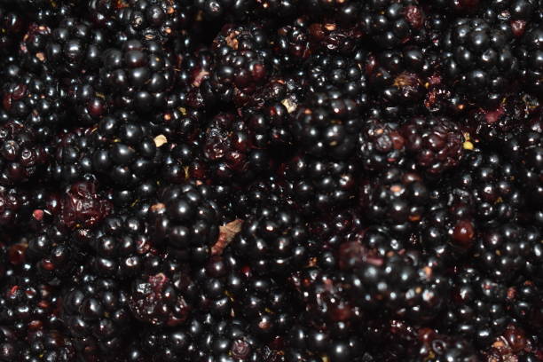 istock Background of wild blackberries 1276057086