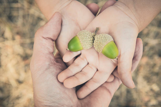 Little girl's hands holding acorns, close-up Little girl's hands holding acorns, close-up acorn photos stock pictures, royalty-free photos & images