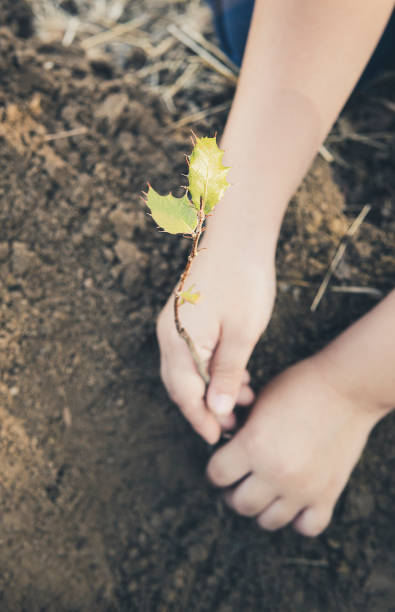 kleines mädchen pflanzen jungen baum auf boden zusammen als retten weltkonzept in vintage-farbton. - ecosavy stock-fotos und bilder