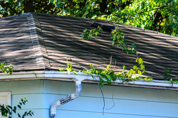istock residential rooftop rain gutter overgrown with plants 1276081859