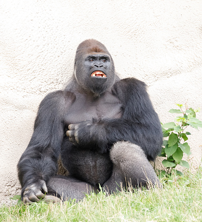 A captive Western lowland gorilla at Jersey zoo. Native to Central, and Western Africa.