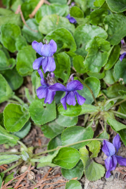 istock Fiolek wonny Viola odorata - wood violet 1276095618