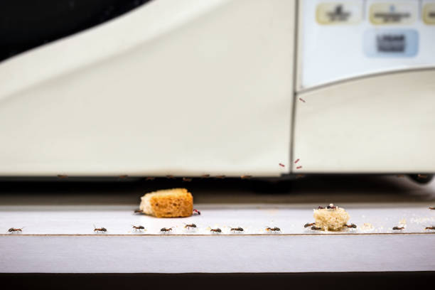 formiche rosse comuni che camminano su scarti alimentari vicino a un forno a microonde, problema incontrollato dei parassiti degli insetti all'interno della cucina - pharaoh foto e immagini stock