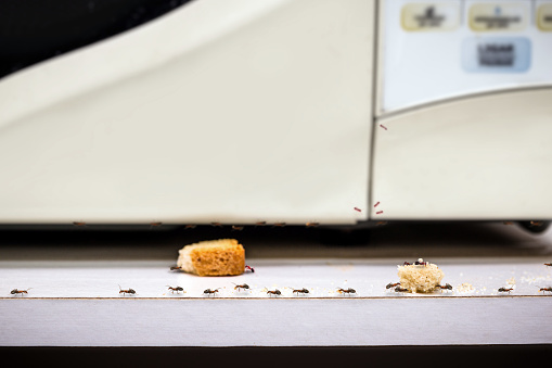 common red ants walking on food scraps near a microwave, uncontrolled insect pest problem inside the kitchen