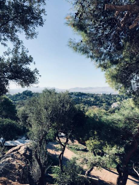 istock view of sky through trees 1276105060