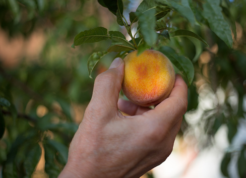 Ripe Peaches fruit holding by woman hand