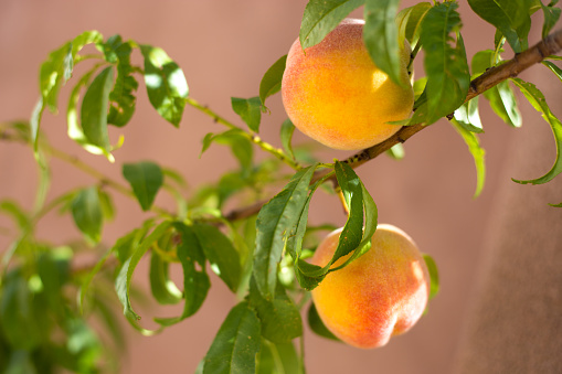 Two Sunlit Ripe Peaches on Branch