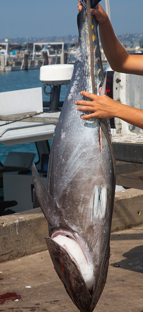 Large blue fin tuna coming off fishing boat