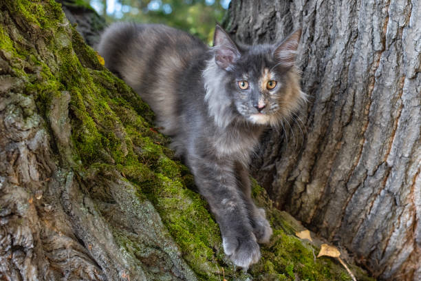istock A big blue maine coon kitten sitting on a tree. 1276156081