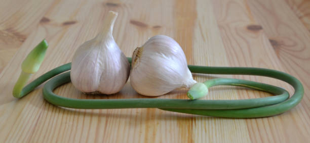 Garlic heads and garlic scapes with a wooden background. stock photo