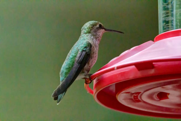 istock Anna's hummingbird (Calypte anna) eating sugar from a nectar feeder, Burnaby, BC, Canada 1276185317