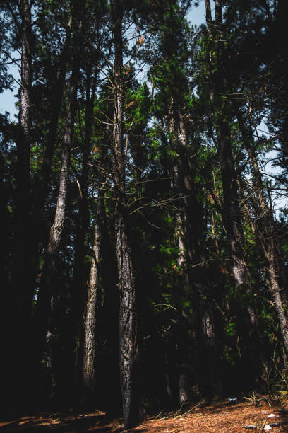 istock branches and leaves of trees with shadows and lights 1276188278