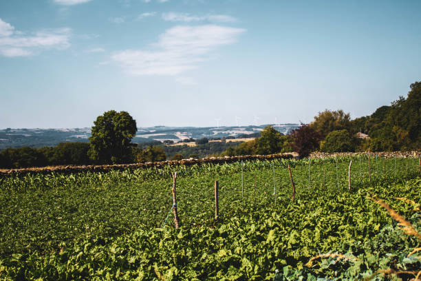 istock vineyards in rows in the field against blue sky 1276188301