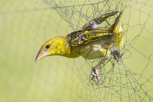 one village weaver bird (ploceus cucullatus ) trapped on mist net hanging against a burred natural background in Jarabacoa, La Vega Province, Dominican Republic