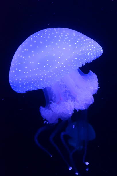 istock Jellyfish glowing in the dark 1276189012