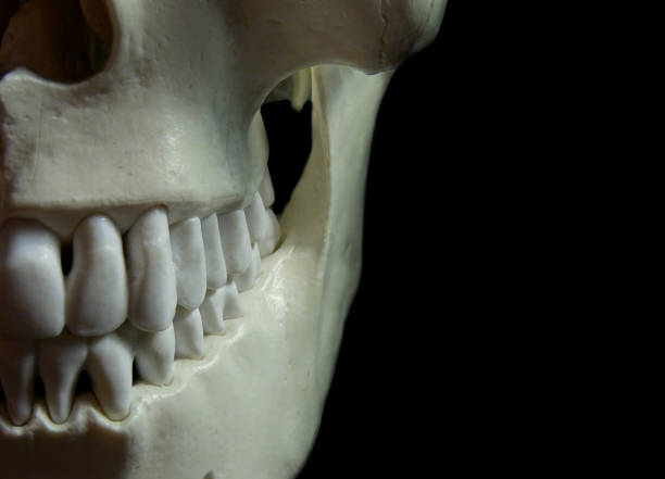 Photo of the newly prepared upper jaw tooth model
