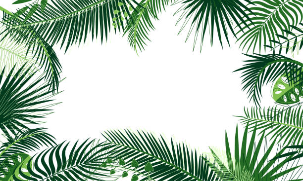 rama tropikalnych liści. granica z gałązką palmy, liśćmi, potworem, zieloną egzotyczną trawą. koncepcja lasu deszczowego, sztandar. kwieciste tło, projektowanie stron internetowych, reklama. elementy pod maską, edytowalne - fern forest tree area vector stock illustrations