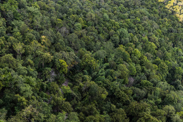 istock Aerial image of a lush green mixed deciduous and coniferous forest. 1276261932