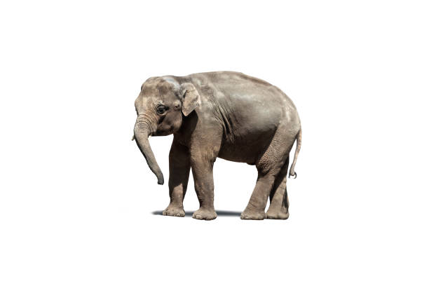 istock Baby Asian elephant calf, isolated on a white background. Clipping path (not including shadow). 1276286364