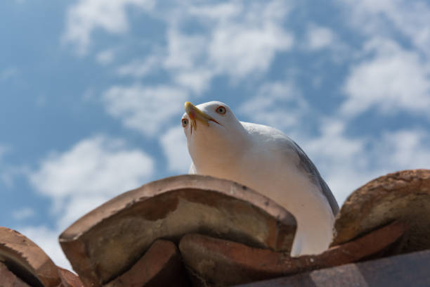 I LOVE AMRUM: Seagull - Amrum - Germany - Taken with Canon 5D mk3 / EF70-200 f/2.8 L II USM