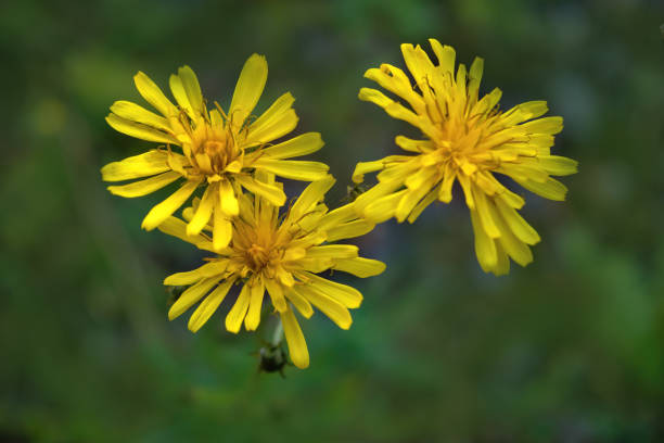 fleurs sauvages jaunes sur un plan rapproché naturel flou. - leontodon photos et images de collection