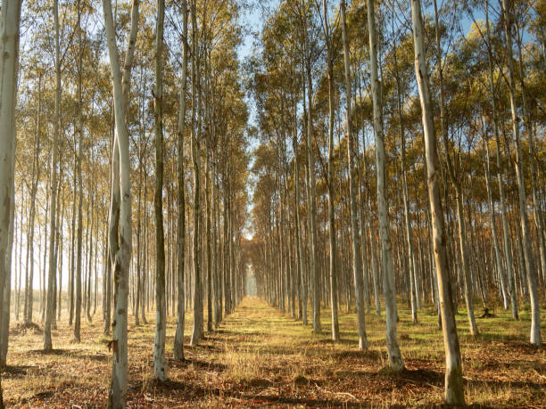 istock Trees all in a line with morning light 1276303707