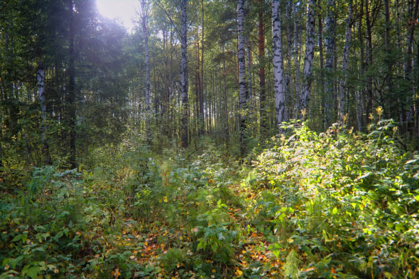 istock Forest closeup, beautiful summer landscape, sunlight shines through branches, trees with shadows. 1276303719