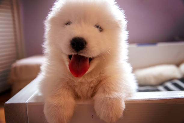 istock Samll White Smiling Puppy Says 
