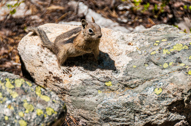 Photo of Chipmunk on the Rocks