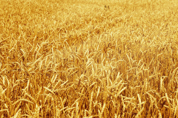 istock Ripe wheat in an agricultural field. Harvest time. 1276350150