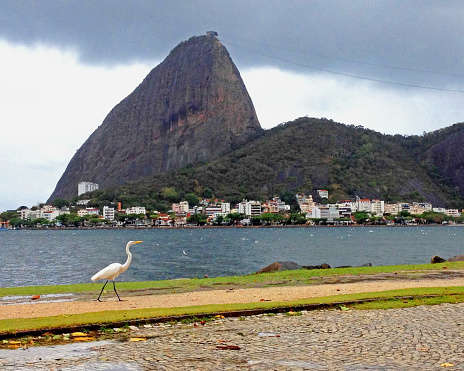 White stork walking along the path at Botafogo Beach ( Praia de Botafogo ) in Rio de Janeiro.  Sugarloaf mountain (Pão de Açúcar) in the background.