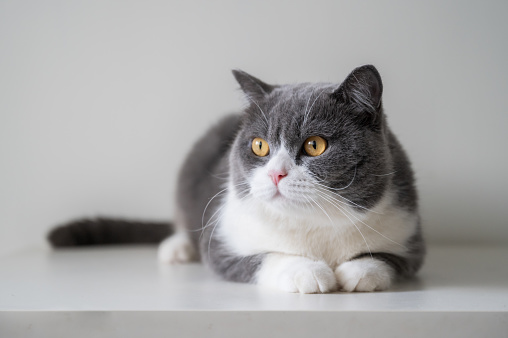 A young gray cat with green eyes poses professionally for a photographer with his paws crossed in front of him. Portrait of a Russian Blue cat in a home interior. attentive look