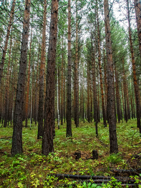 istock young pine forest in autumn, straight pines 1276355383