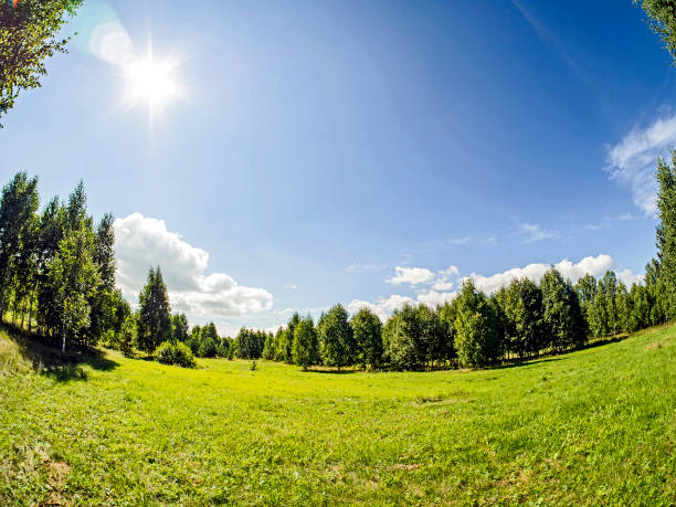 istock forest edge on a Sunny summer day, blue sky with light clouds, green field, Russia 1276355386