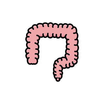 Normal Colon Vector Colon Vector Design Template Illustration Stock Illustration - Download ...