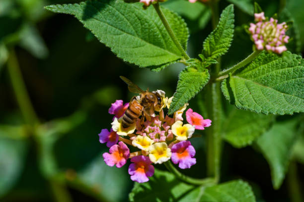 istock Bees collecting nectar from flower, bee on a flower 1276360303