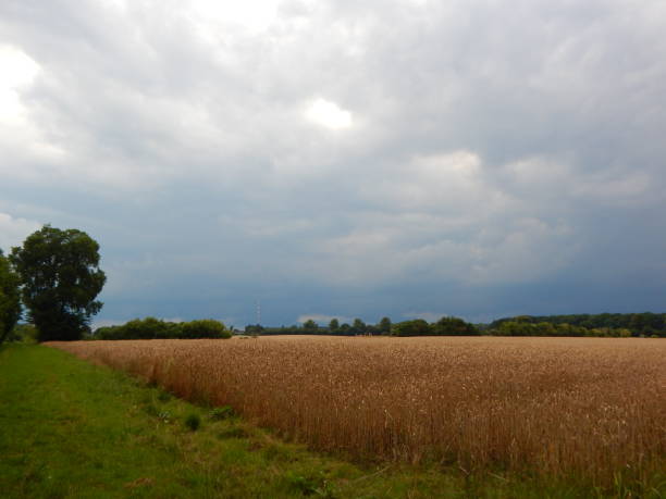 istock Beautiful summer plants in Northern Germany 1276360999