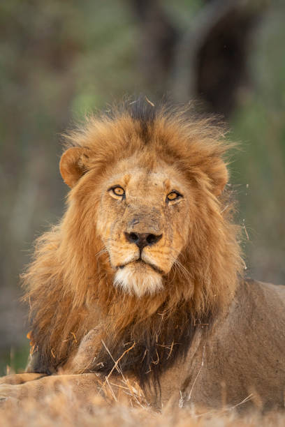 vertikales porträt eines erwachsenen männlichen löwen mit schöner mähe im krüger park in südafrika - lion mane strength male animal stock-fotos und bilder