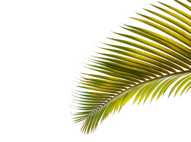 istock tropical palm leaf isolated on white background 1276362022