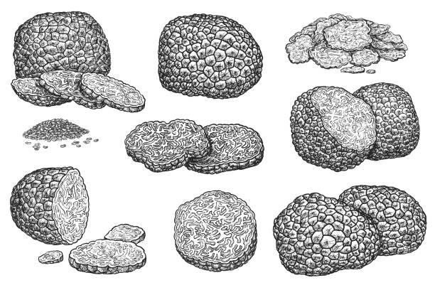 흰색에 격리 된 손으로 그린 트러플 스케치 세트 - mushroom retro revival vegetable food stock illustrations