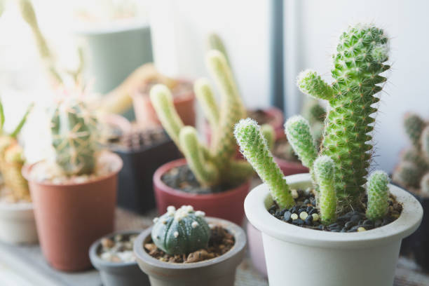 istock Selective focus of small cactus in a pot with warm light on blurred background 1276363086