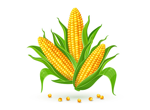 Corncobs with yellow corns and green leaves group, white background. Ripe corn vegetables isolated. Illustration.